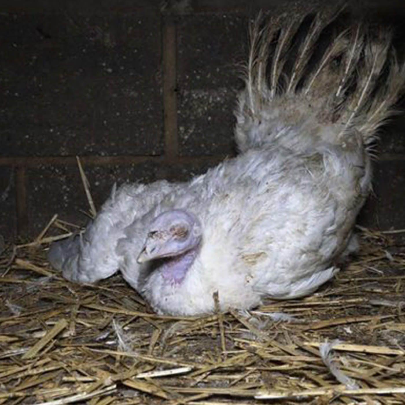9 Things The Turkey Industry Doesn't Want You to Know 9 Things The Turkey Industry Doesn't Want You to Know