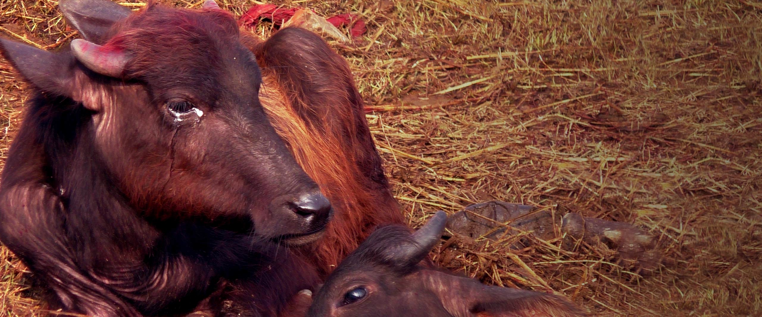 Mammal,Liver,Grass,Snout,Landscape