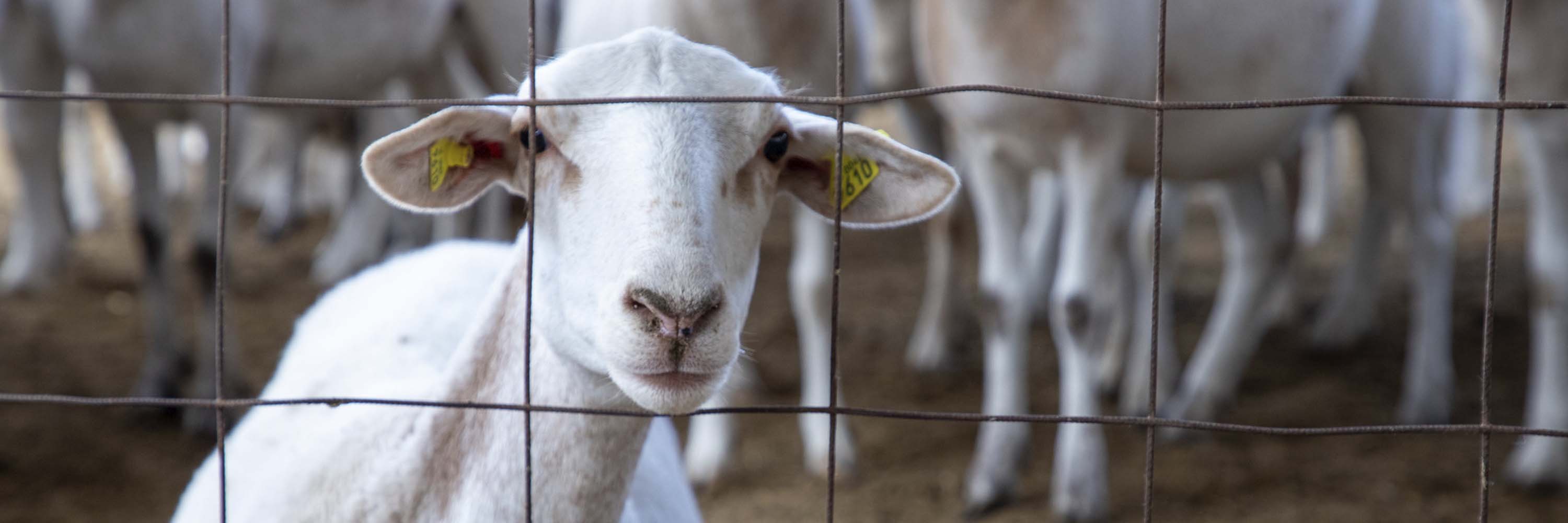 Human body,Plant,Goat,Fence,Snout,farmed animal,Grass