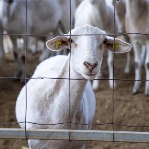 logo Animal Equality