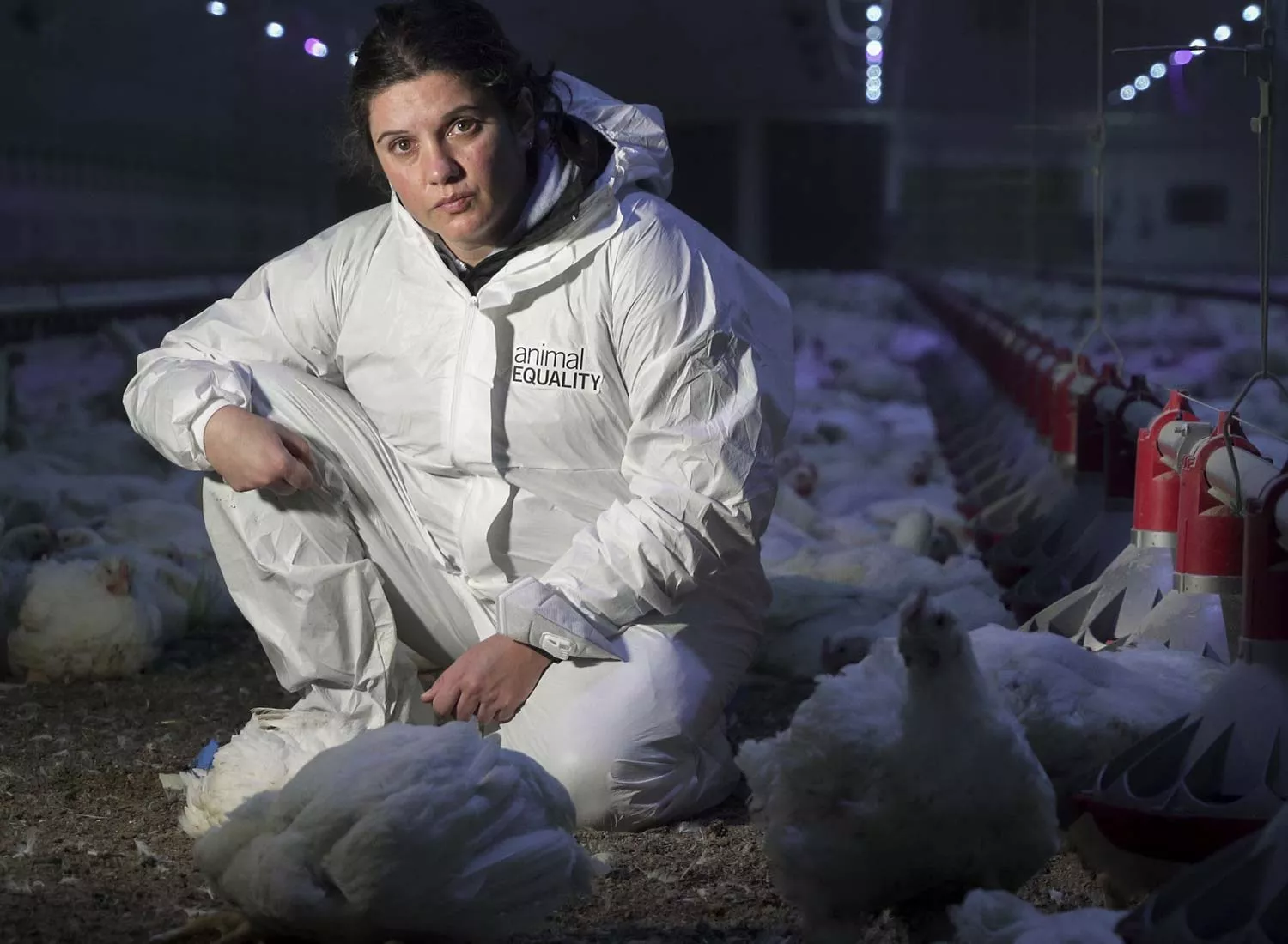 Observing chickens in a crowded factory farm setting