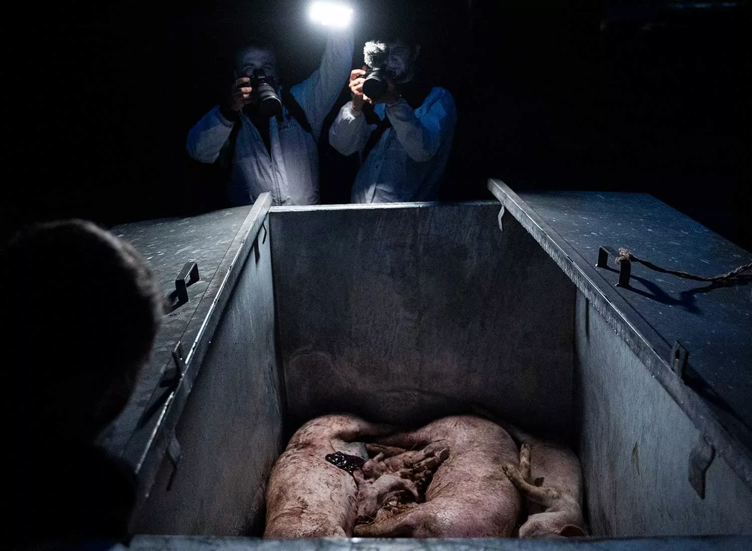 Dead pigs in Rooney Mara factory farm investigation