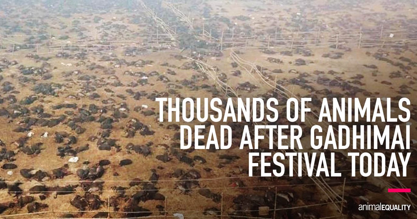Drone Reveals Thousands of Sacrificed Animals at Gadhimai | Animal Equality