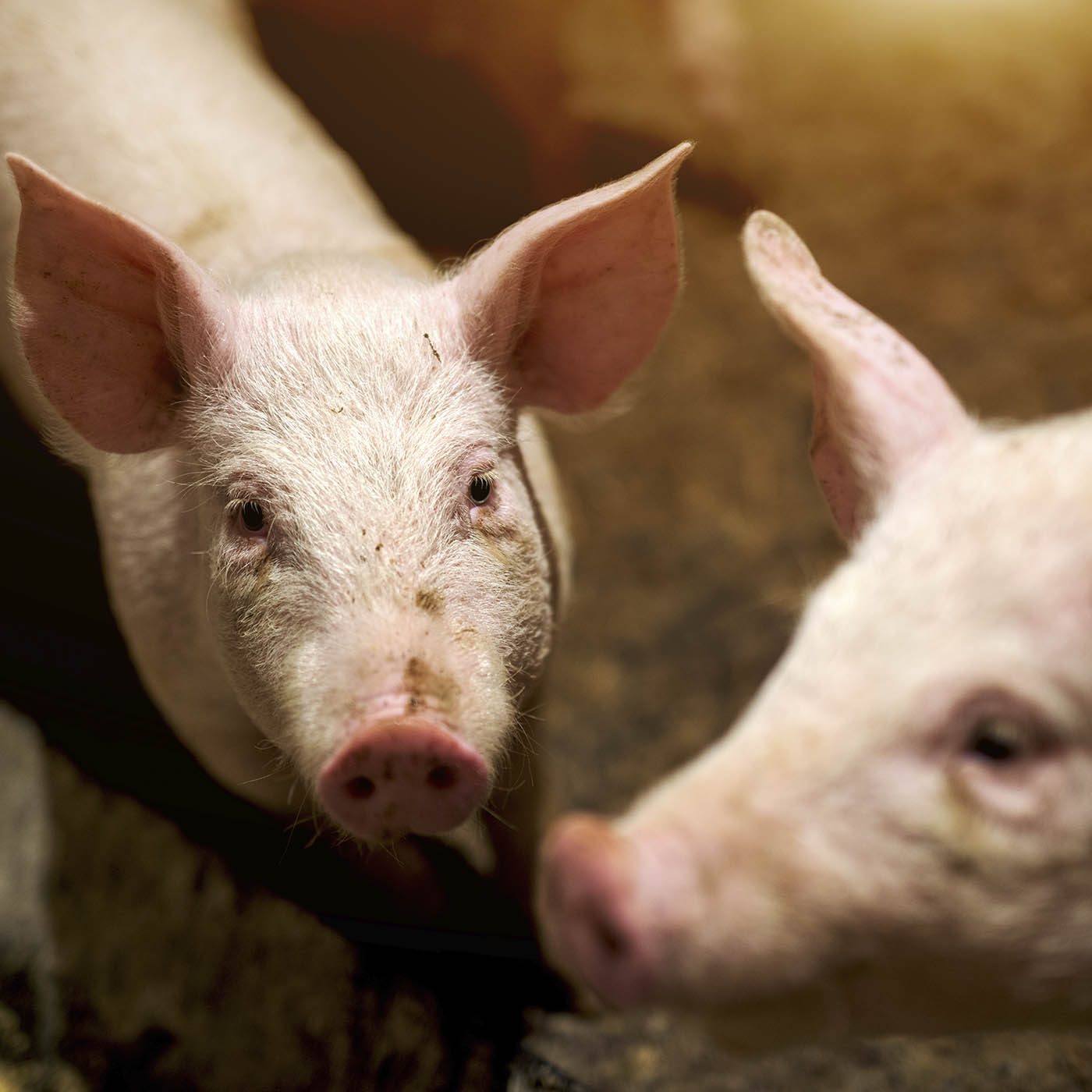 Animal Equality Sues USDA for Gutting Pig Slaughter Oversight