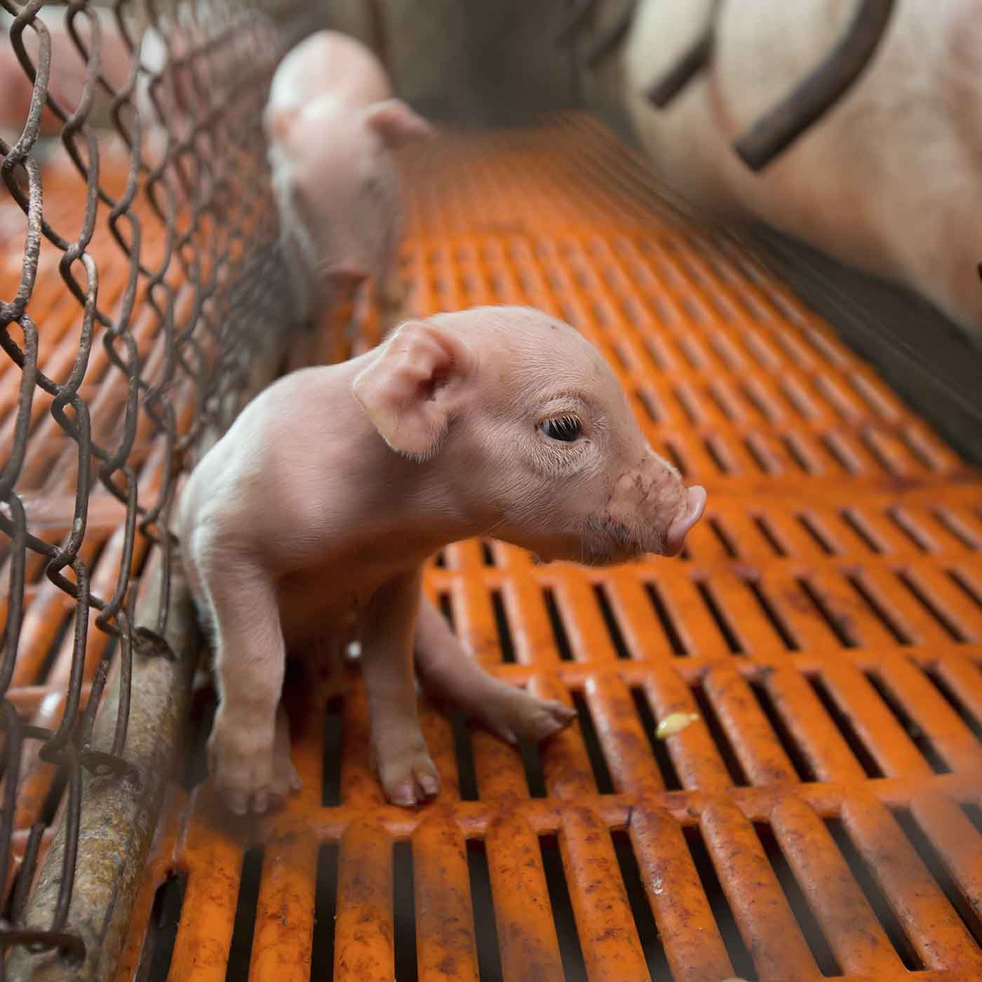 Snout,Tail,Domestic pig,Mesh