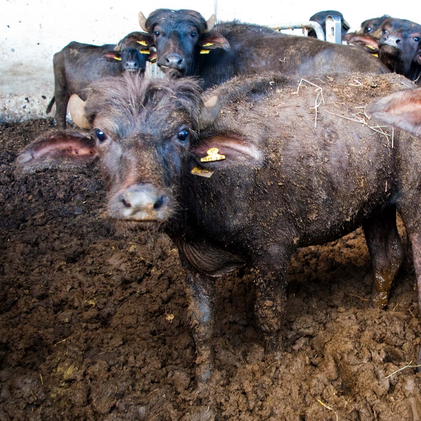 Snout,farmed animal,Event,Herd,Soil,Landscape,Horn