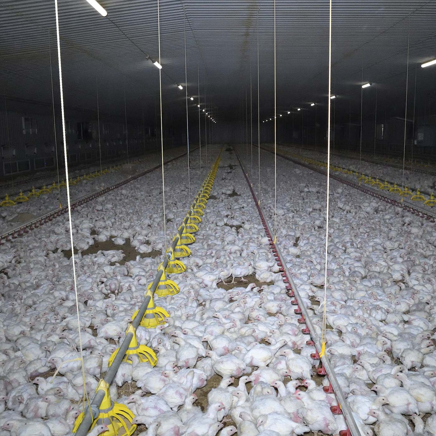 High Rise of Hell: Massive Chicken Sheds Exposed
