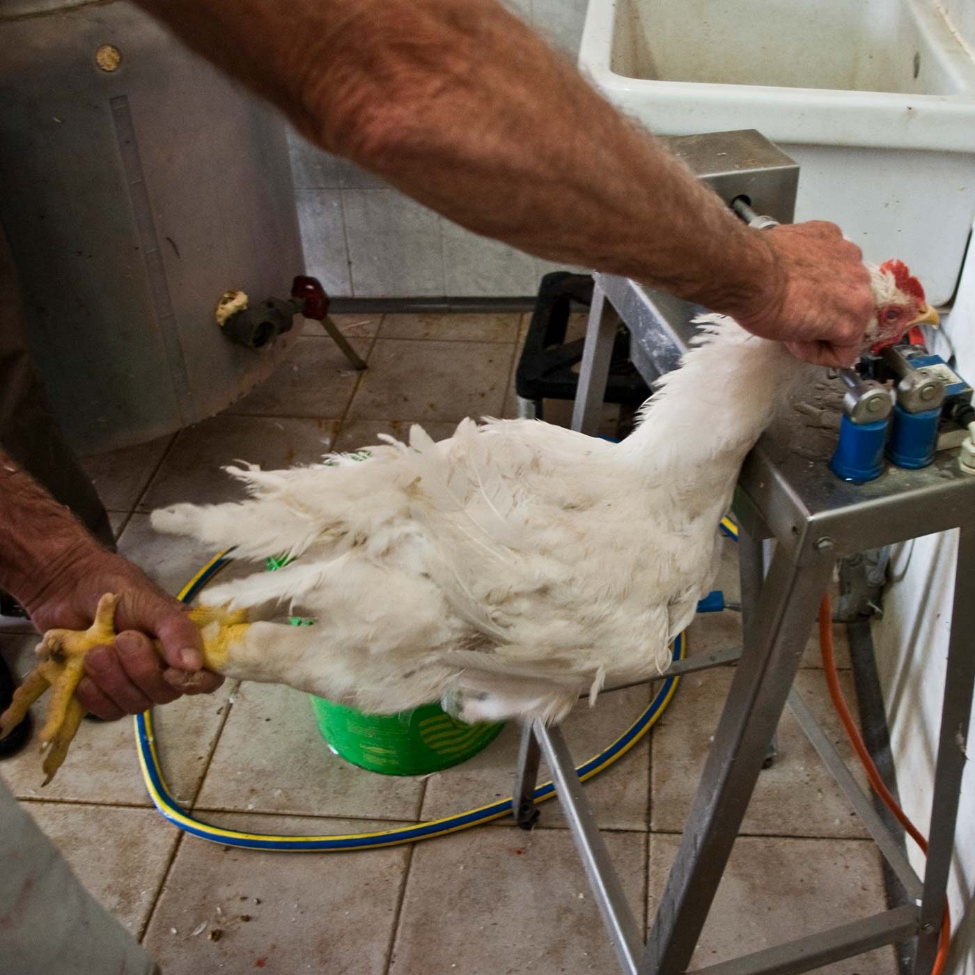 Chickens Endlessly Suffer at Artisinal Slaughterhouses