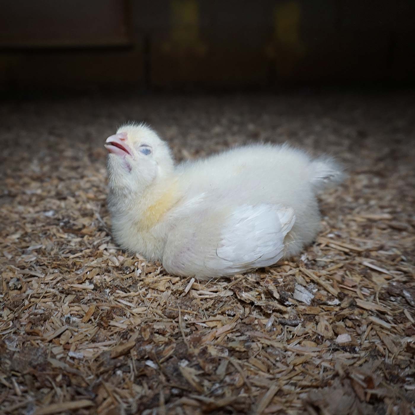 Abuse and Cannibalism Filmed on Certified Chicken Farms