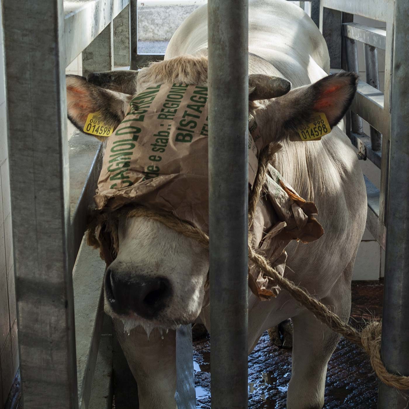 Cows Abused, Suffered Prolonged Deaths in Italian Slaughterhouse