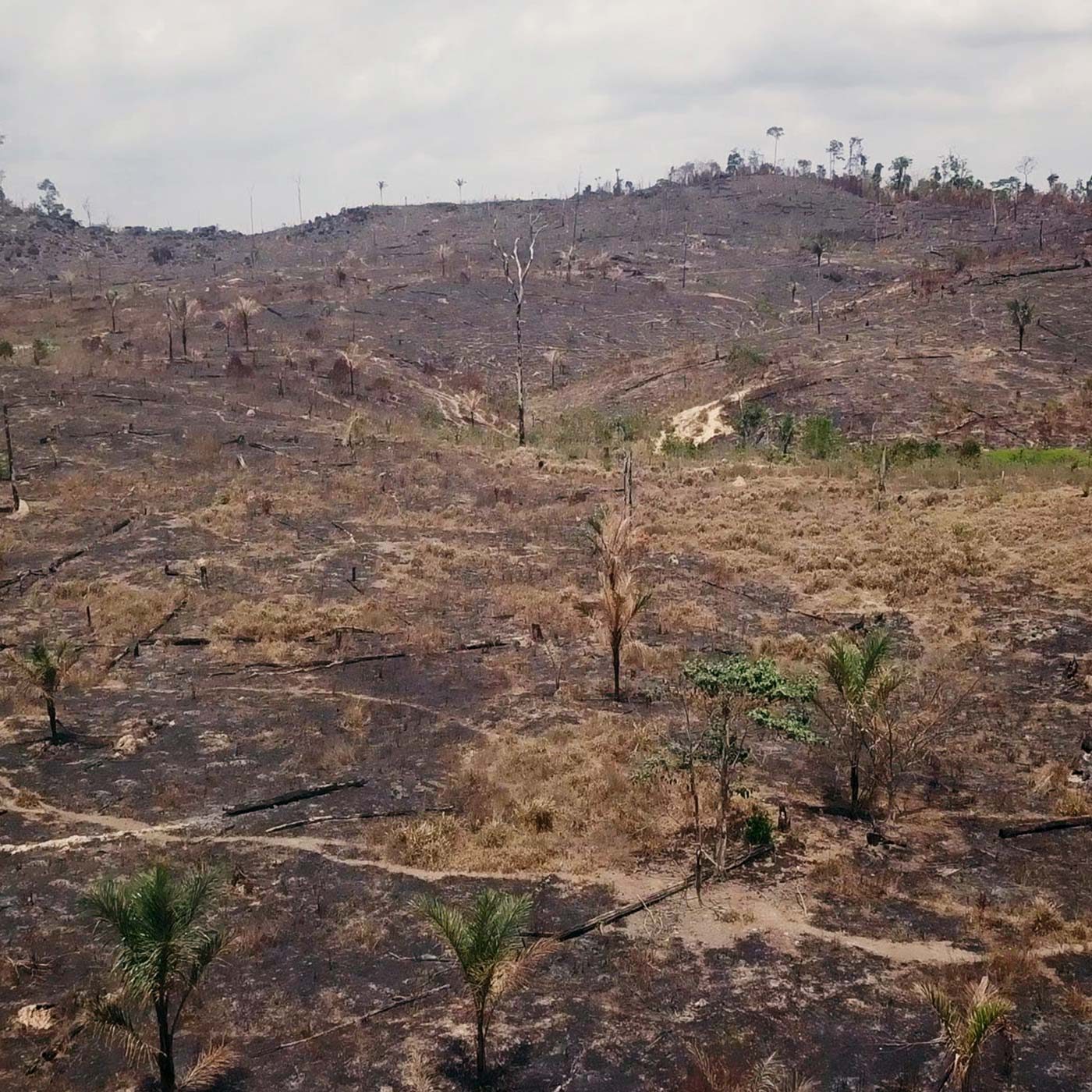 Amazon Rainforest Deforestation