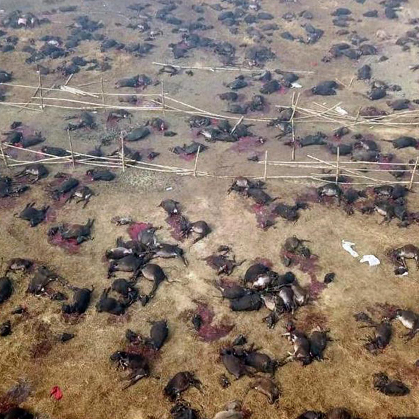 Gadhimai Festival Ritual Animal Killing