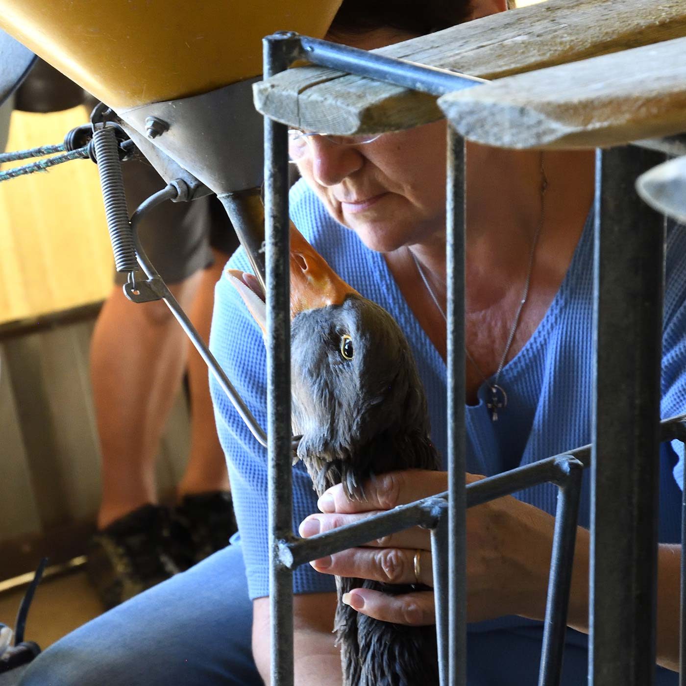 Ducks and Geese Force-Fed for Cruel Foie Gras