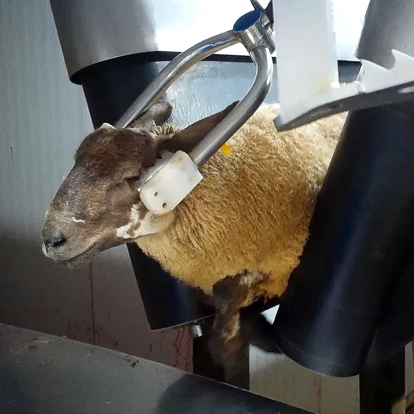 Sheep Brutally Killed in Farmers Fresh Wales Slaughterhouse