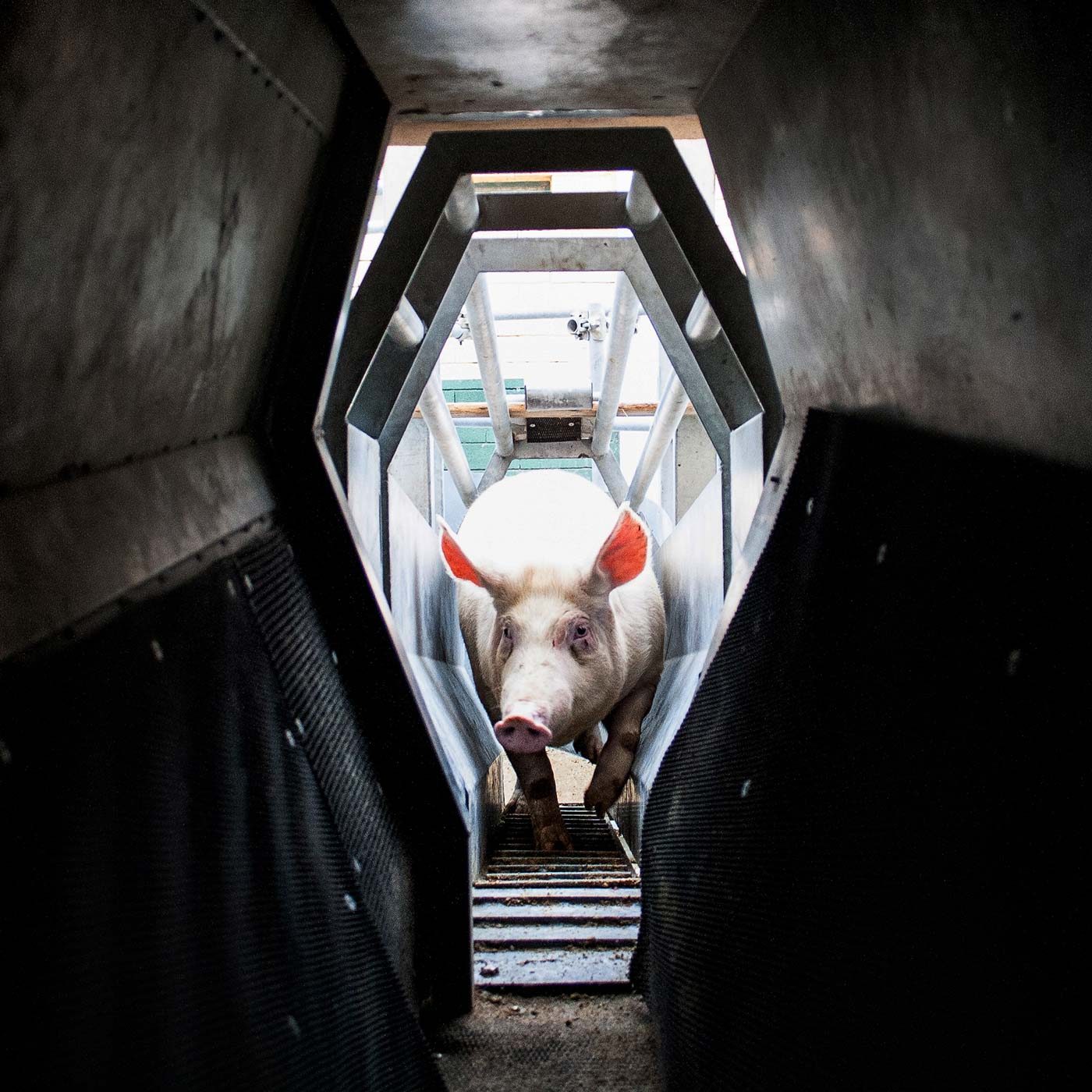 Suffering and Agony Inside Italian Pig Slaughterhouses