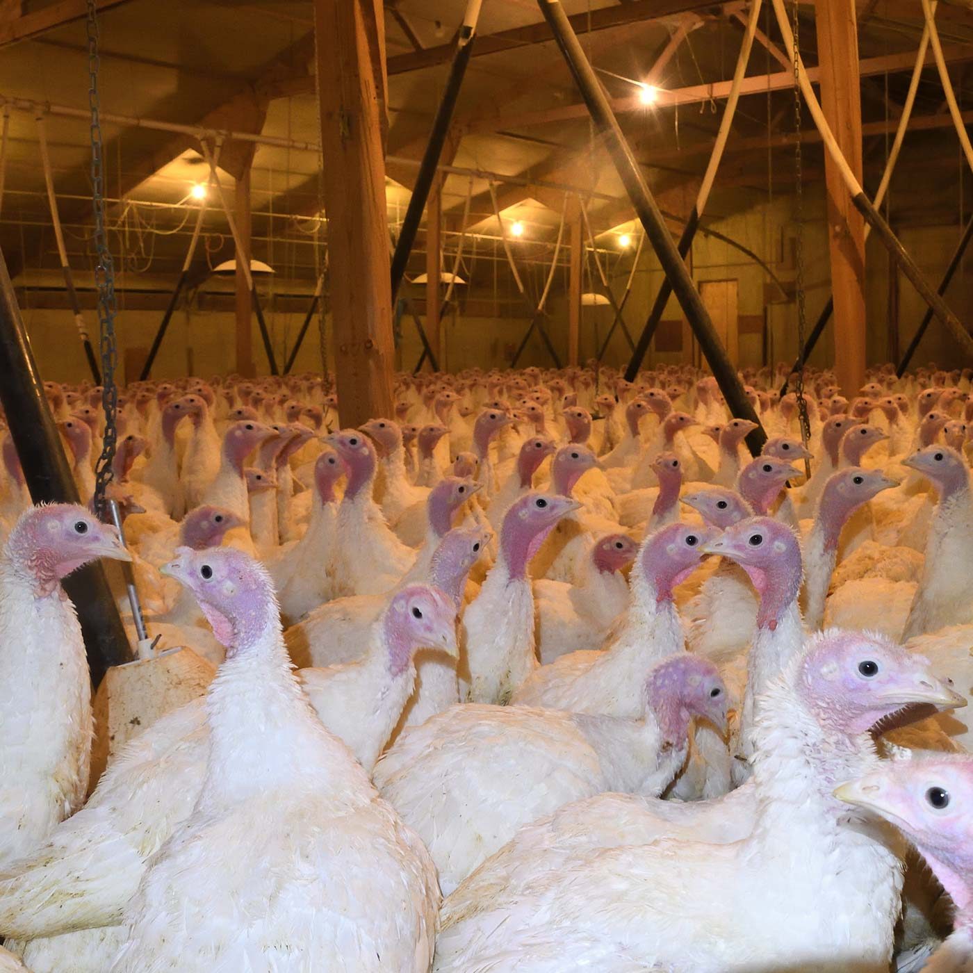 Turkeys Eaten Alive on Award-Winning Farm