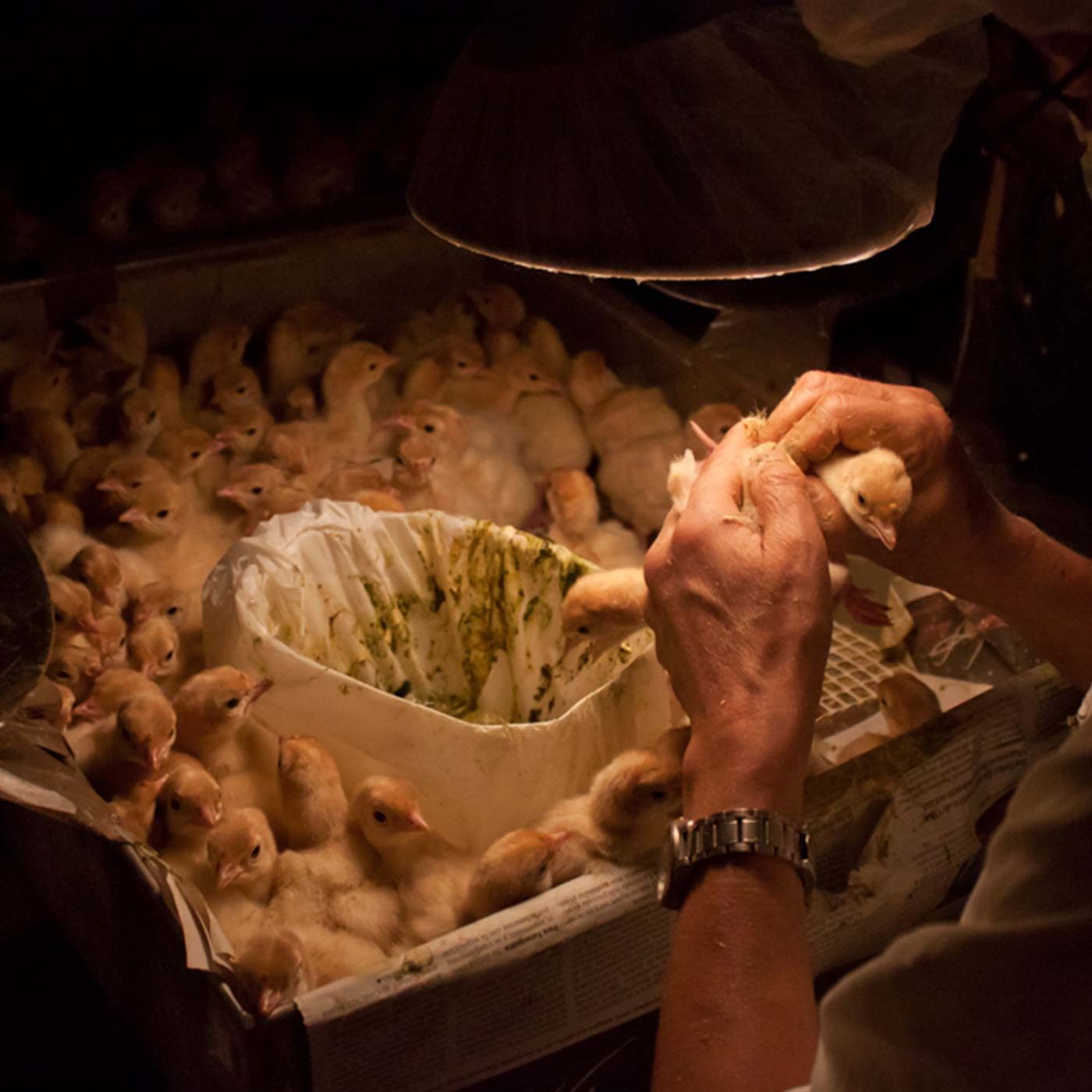 The Reality of the Turkey Industry