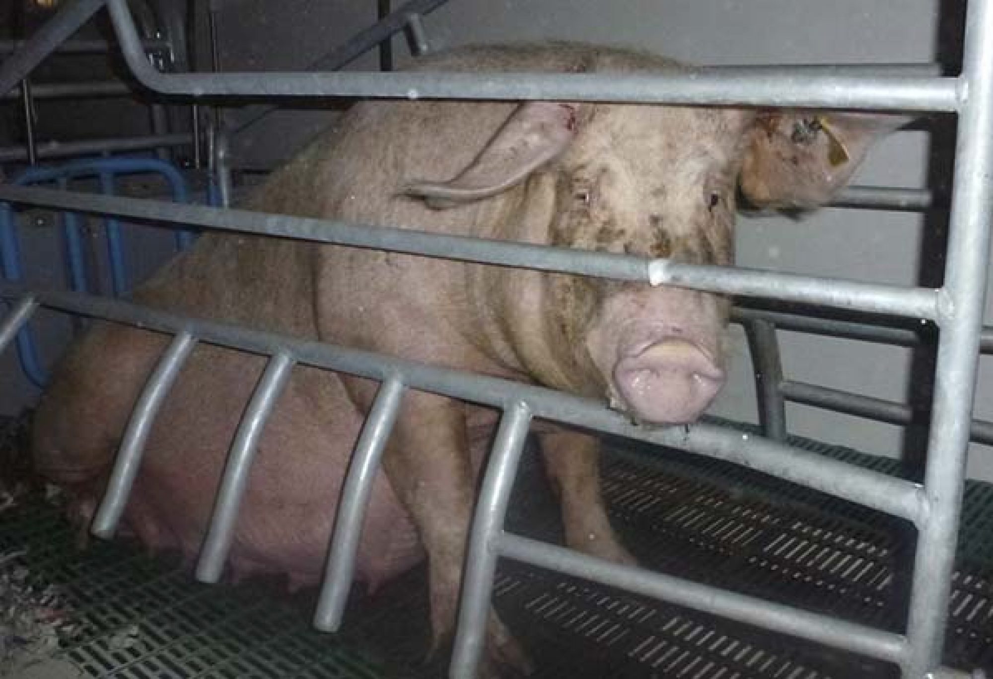 Why You Shouldn t Eat Ham