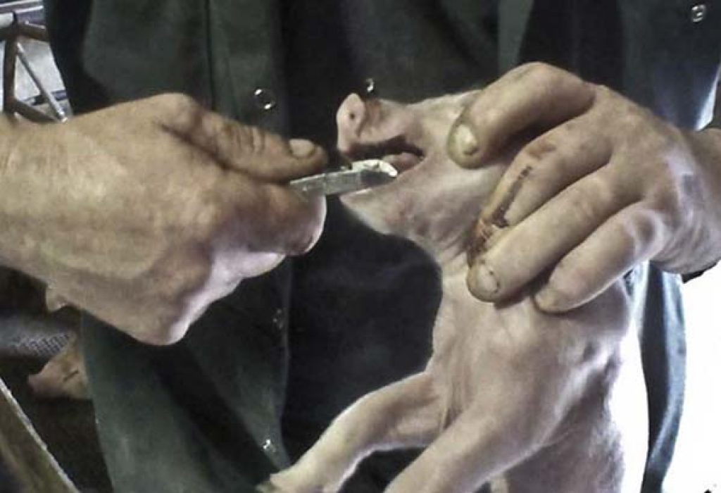 piglet teeth clipping 1024x0 c default 9 Cruel Yet Legal Farming Practices
