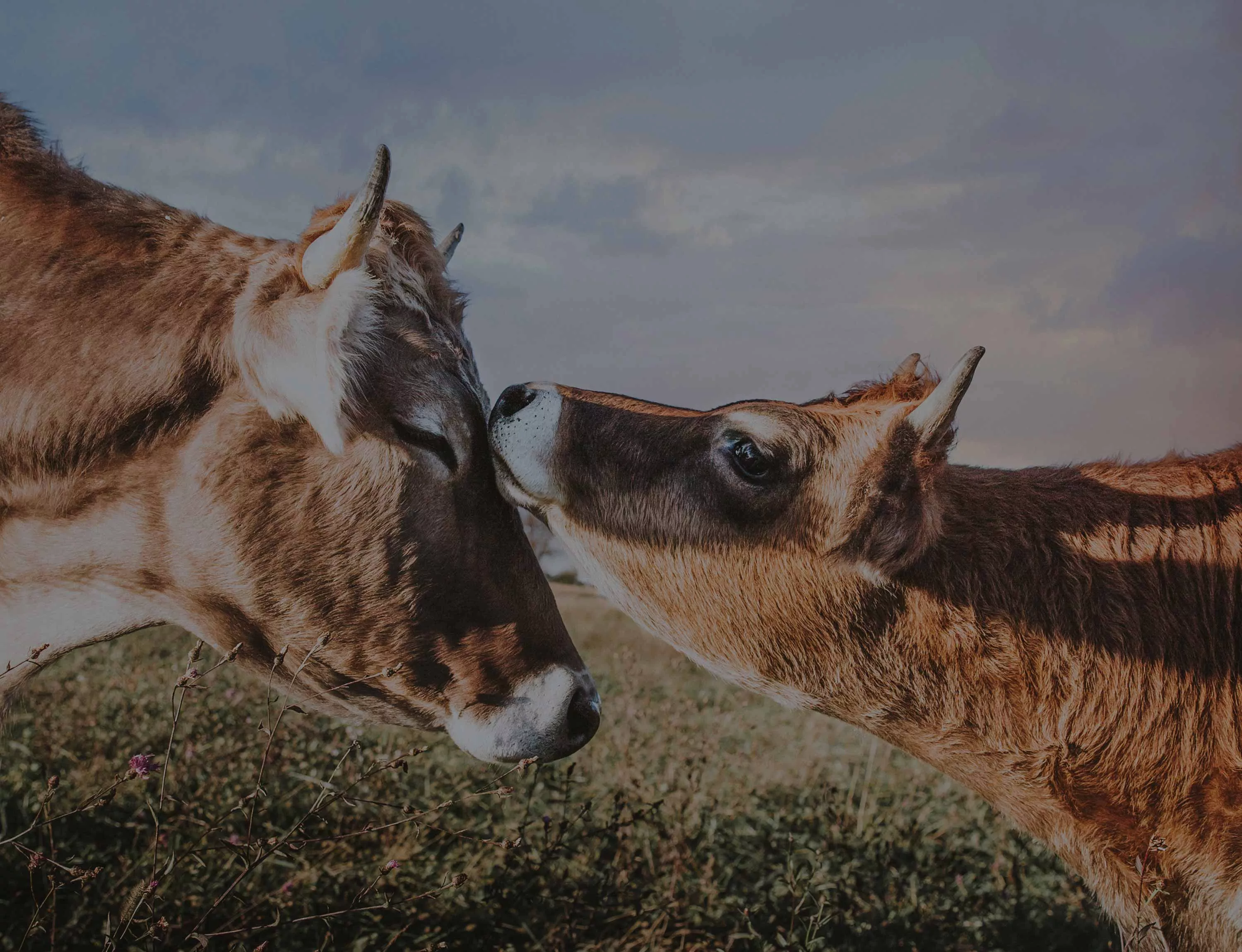 Baby calf grooming another cow