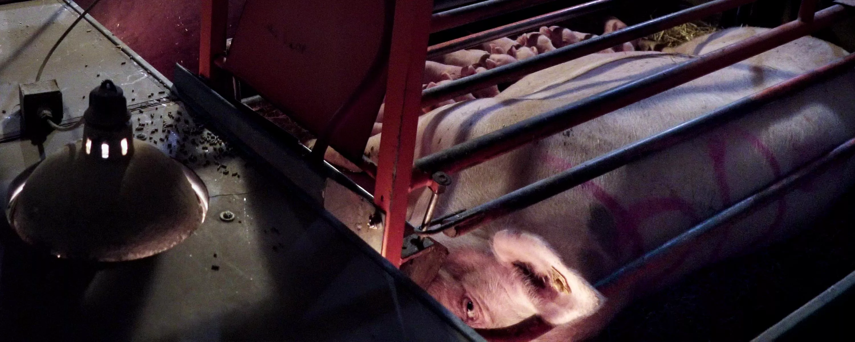 Pig constrained in a gestation crate on factory farm.