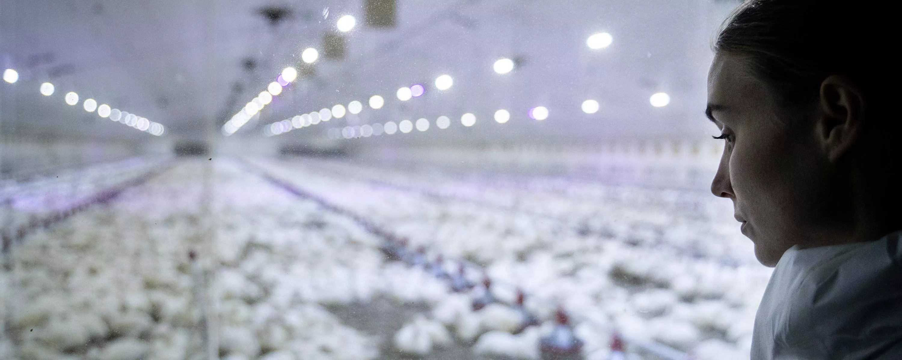 Ronney Mara observes chickens in factory farm investigation