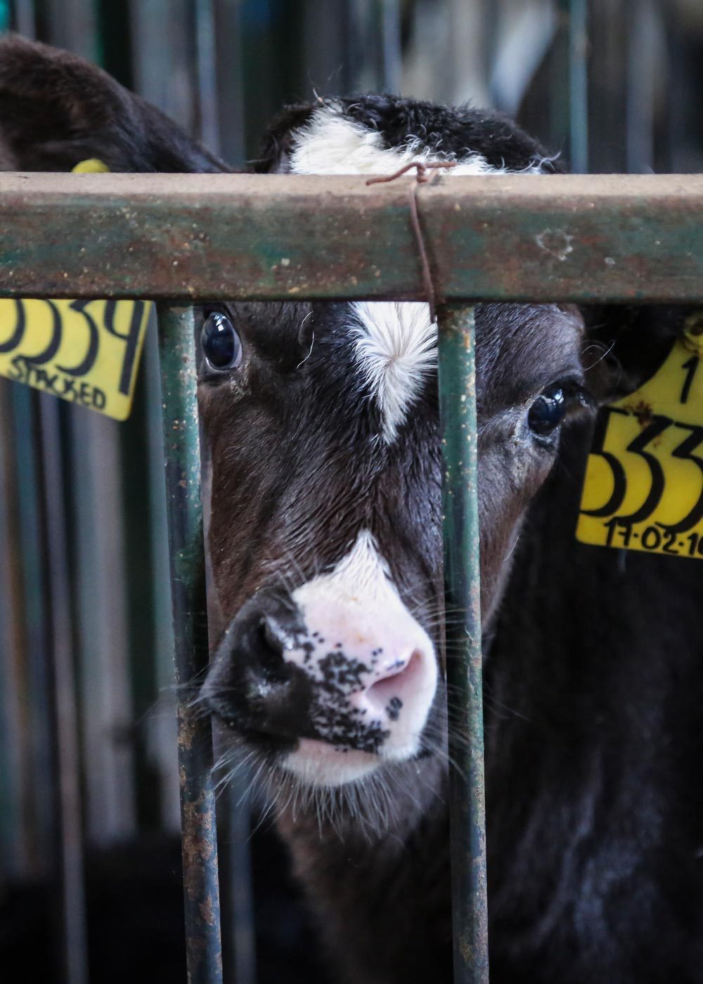 The Truth About The Dairy Industry