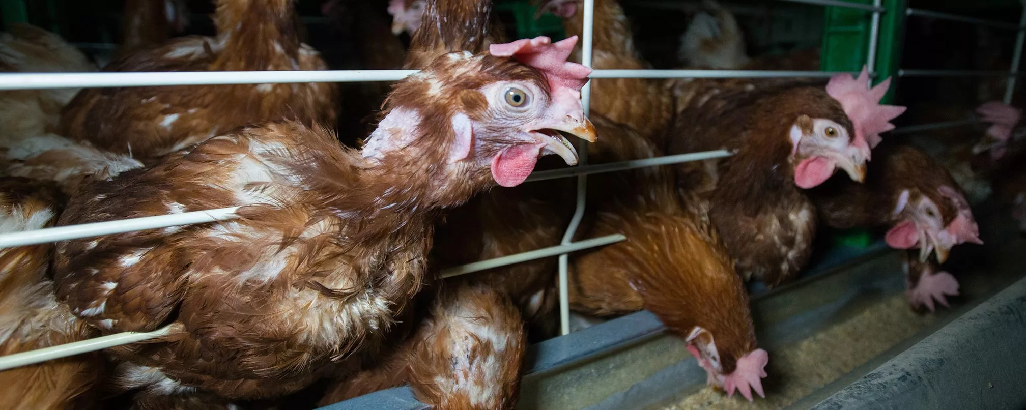 Hens in cages