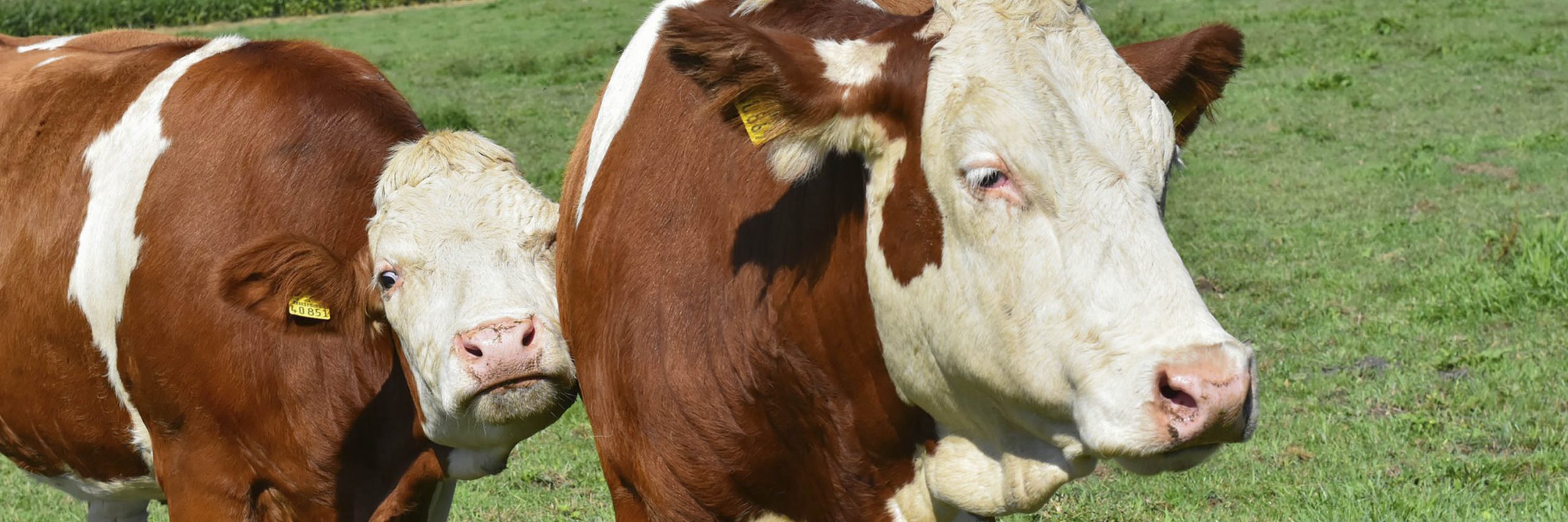 Green,Plant,Human body,Grass,Mammal,Dairy cow