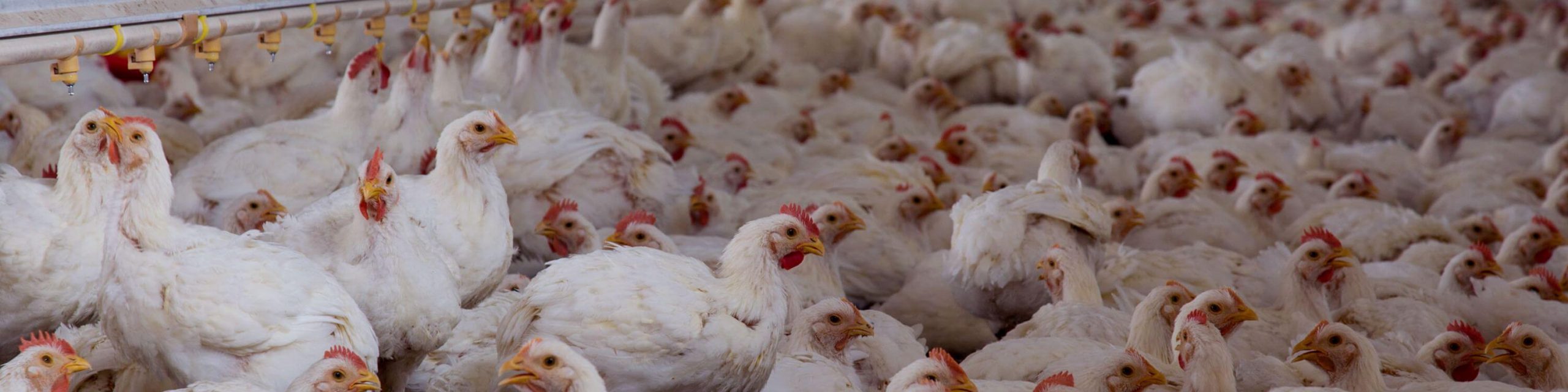 Chicken in factory farm