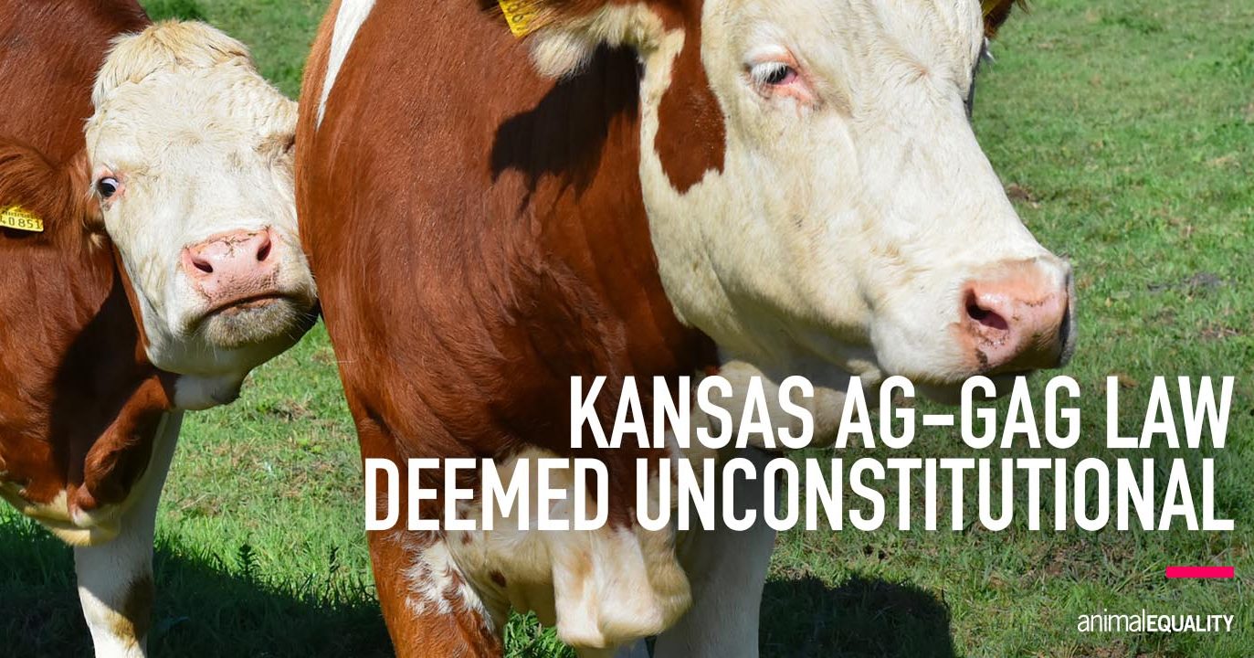 30-year-old-kansas-ag-gag-law-struck-down