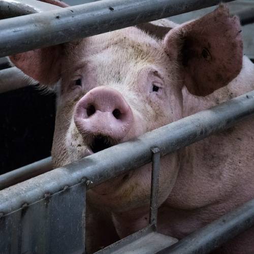 Mammal,Line,Snout,Domestic pig,Fence,farmed animal