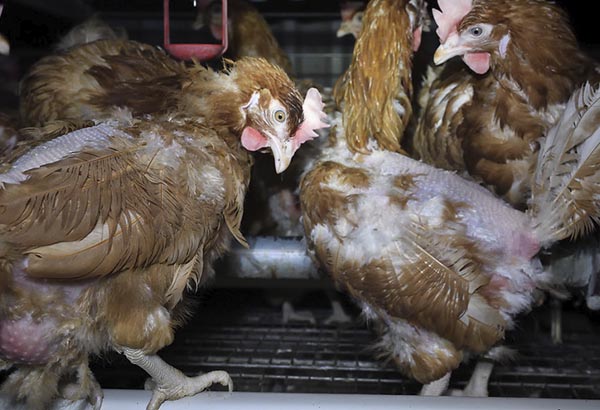 Hens inside a cage in a factory farm