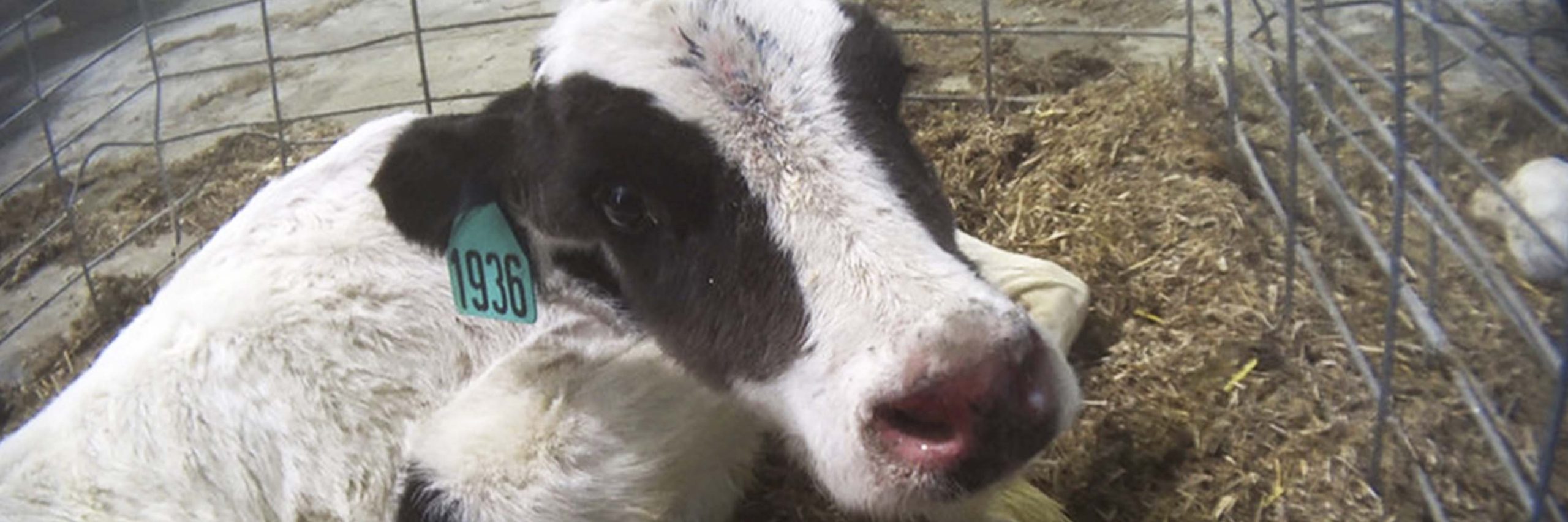 Mammal,Dairy cow,Grass,Snout,farmed animal,Landscape,Goats