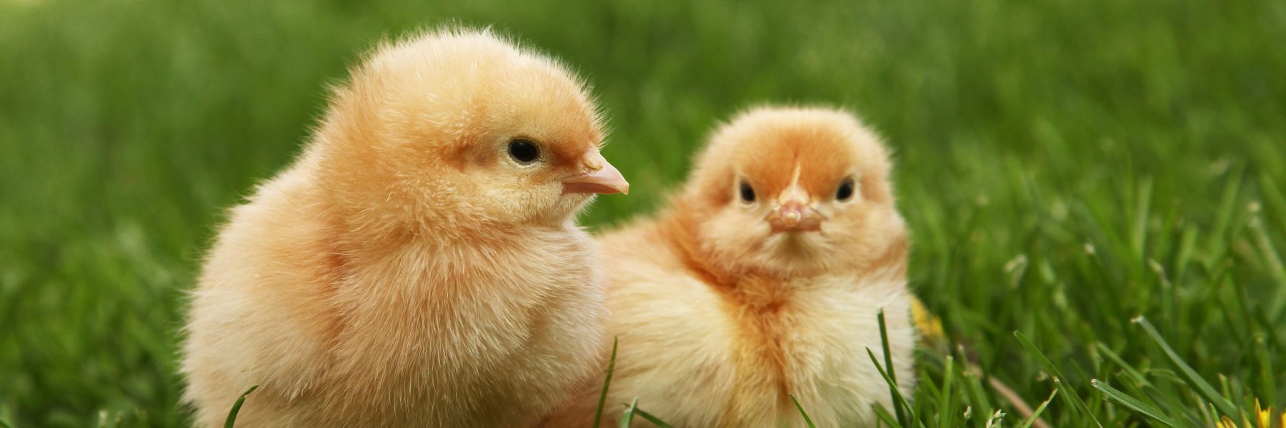 France Bans Controversial Practice of Live-Shredding Chicks