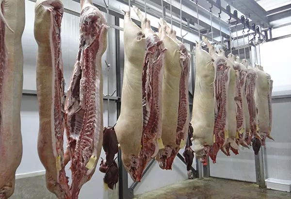 Carcass of pigs hanging in a slaughterhouse