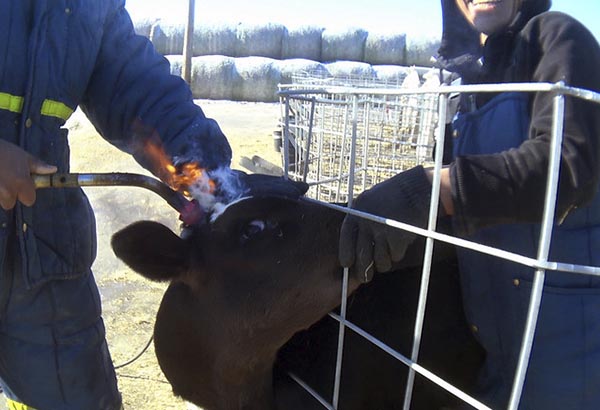 Snout,Bull,Dairy cow,Landscape,farmed animal,Event,Pack animal