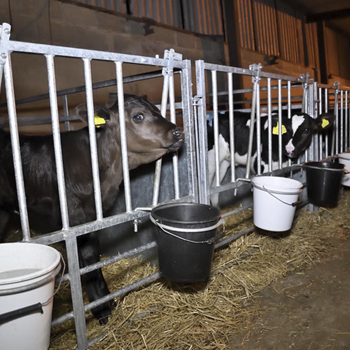 Mammal,Fence,Dairy cow,farmed animal,Animal shelter