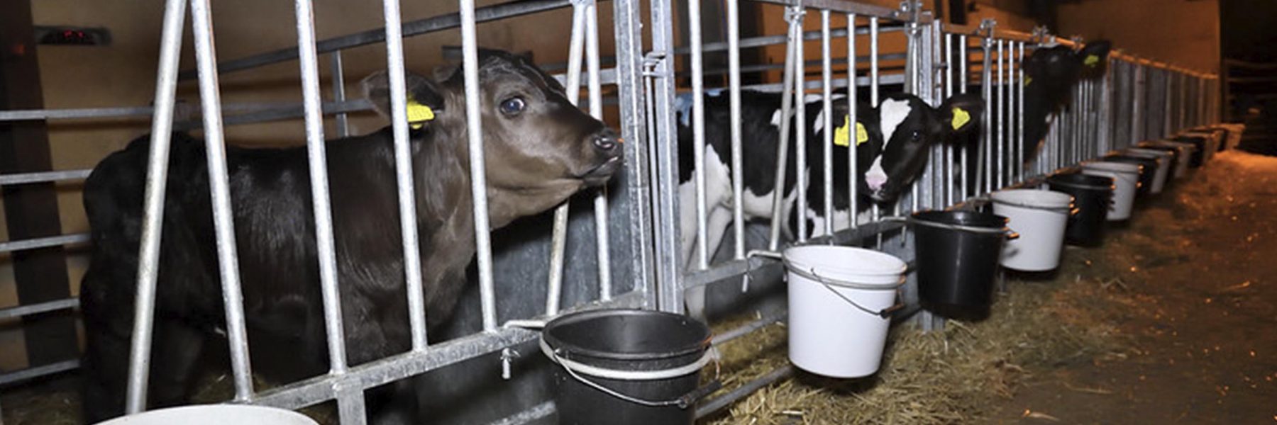 How Animal Equality is Taking on the Dairy Industry