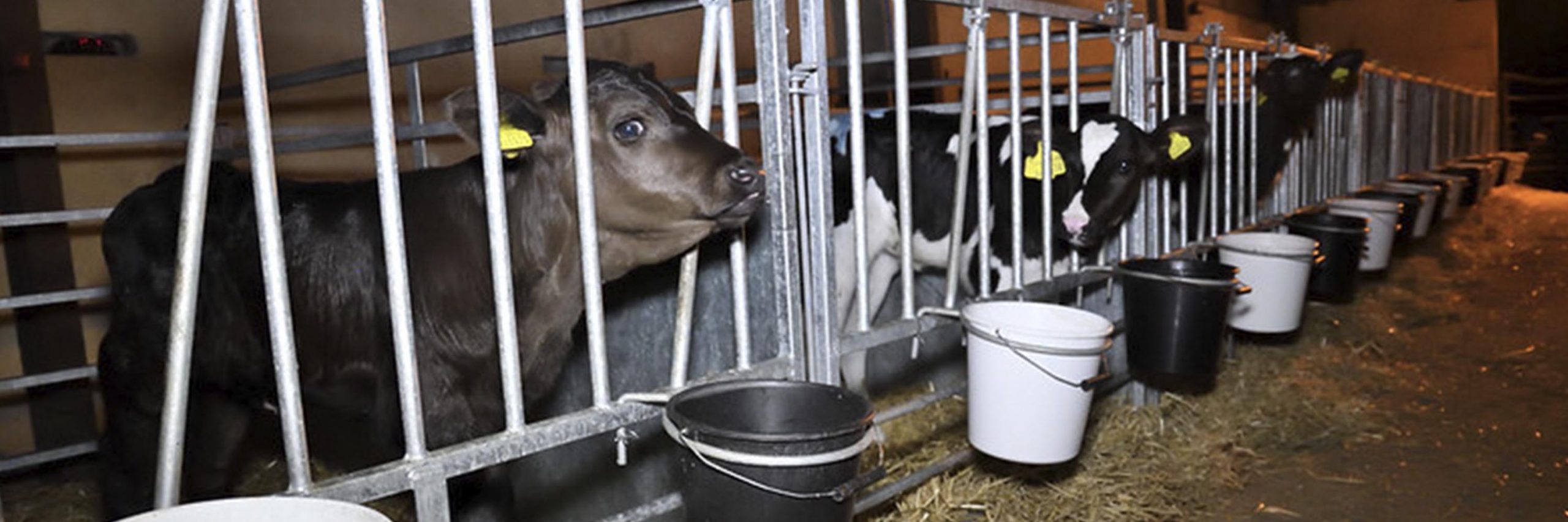 Product,Mammal,Fence,Dairy cow,Animal feed,farmed animal