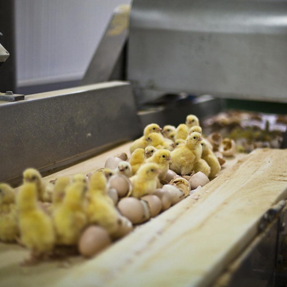 The Link Between Chick Culling and False Advertising