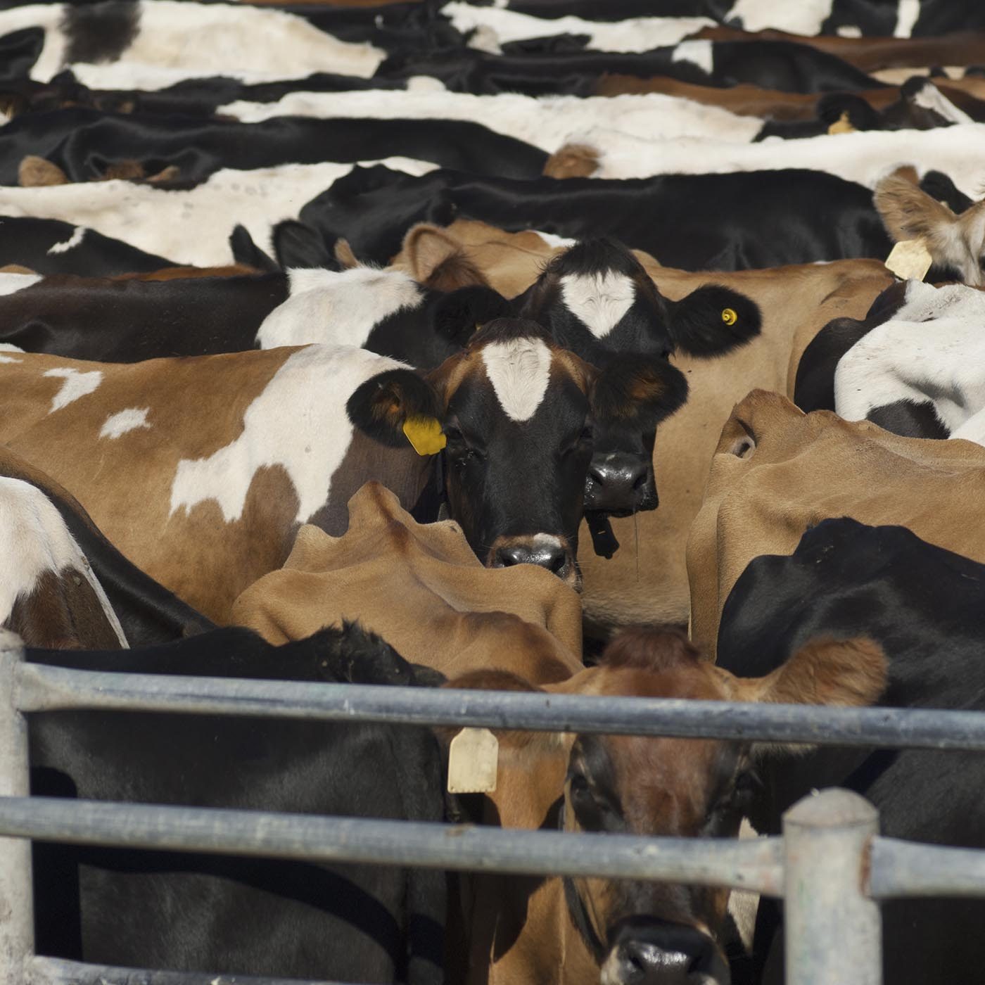 A World Without Animal Agriculture