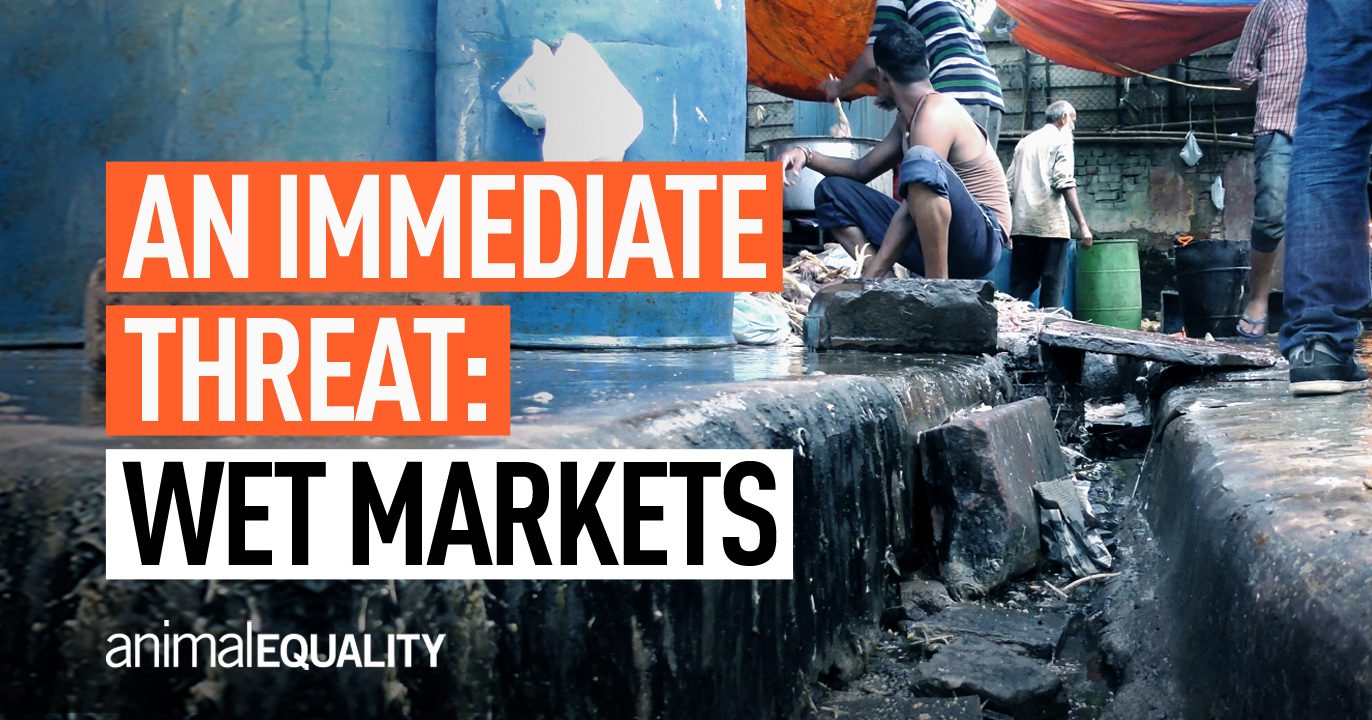 Wet markets' are not as bad for health and biodiversity as we think