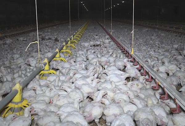 Meat Industry Kills Millions of Animals Amid Plant Closures