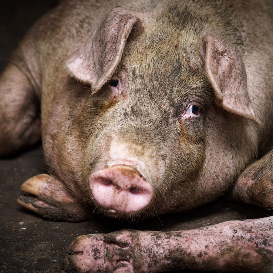 Snout,Close-up,Wildlife,farmed animal,Flesh,Domestic pig