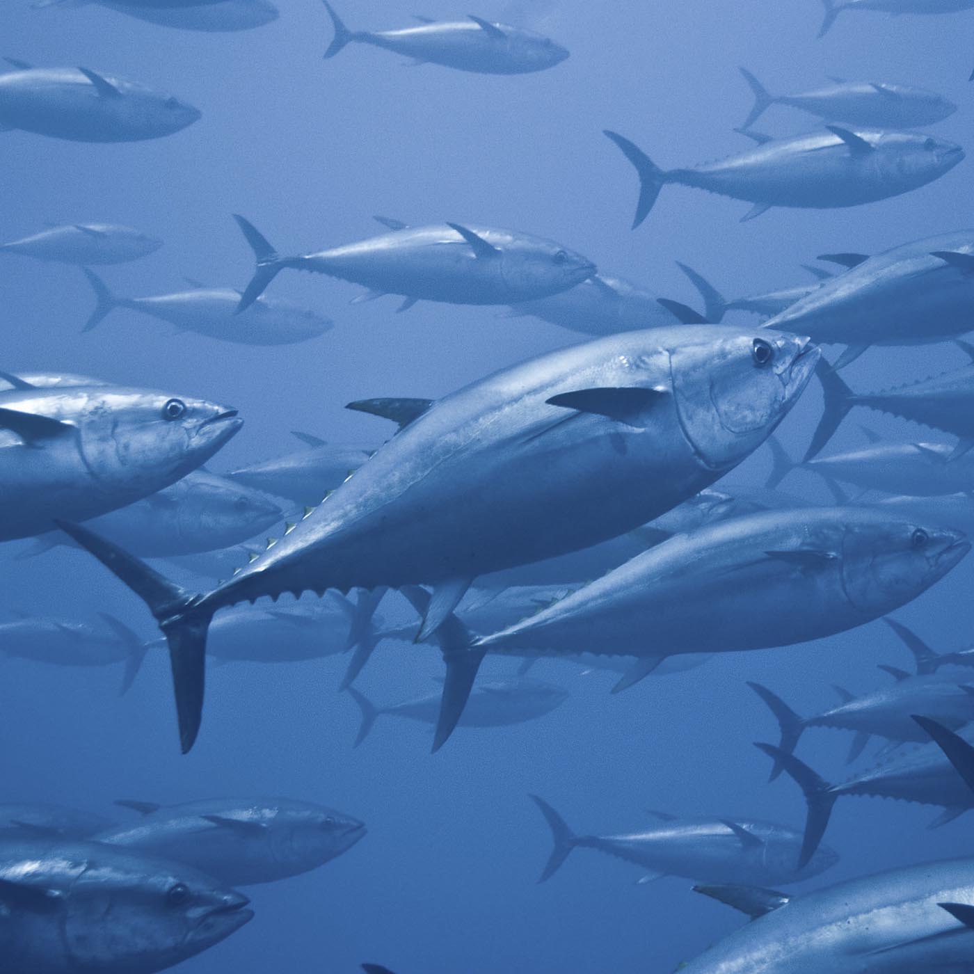 Water,Liquid,Azure,Fin,Fish,Atlantic bluefin tuna
