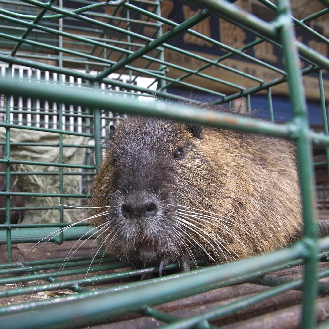 Investigation Into Cruel and Dangerous Wet Markets in Asia