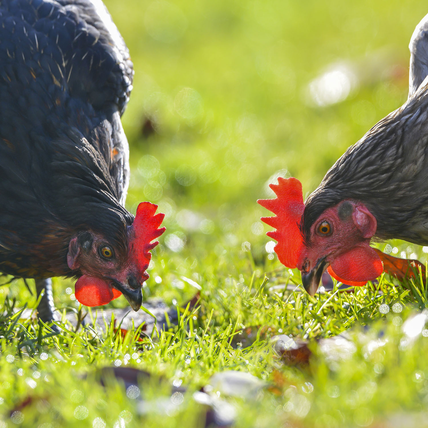 Plant,Bird,Beak,Chicken,Comb,People in nature,Grass