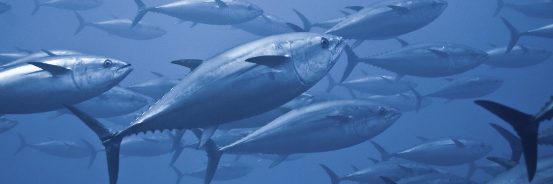 The Top Three Reasons to Stop Eating Fish