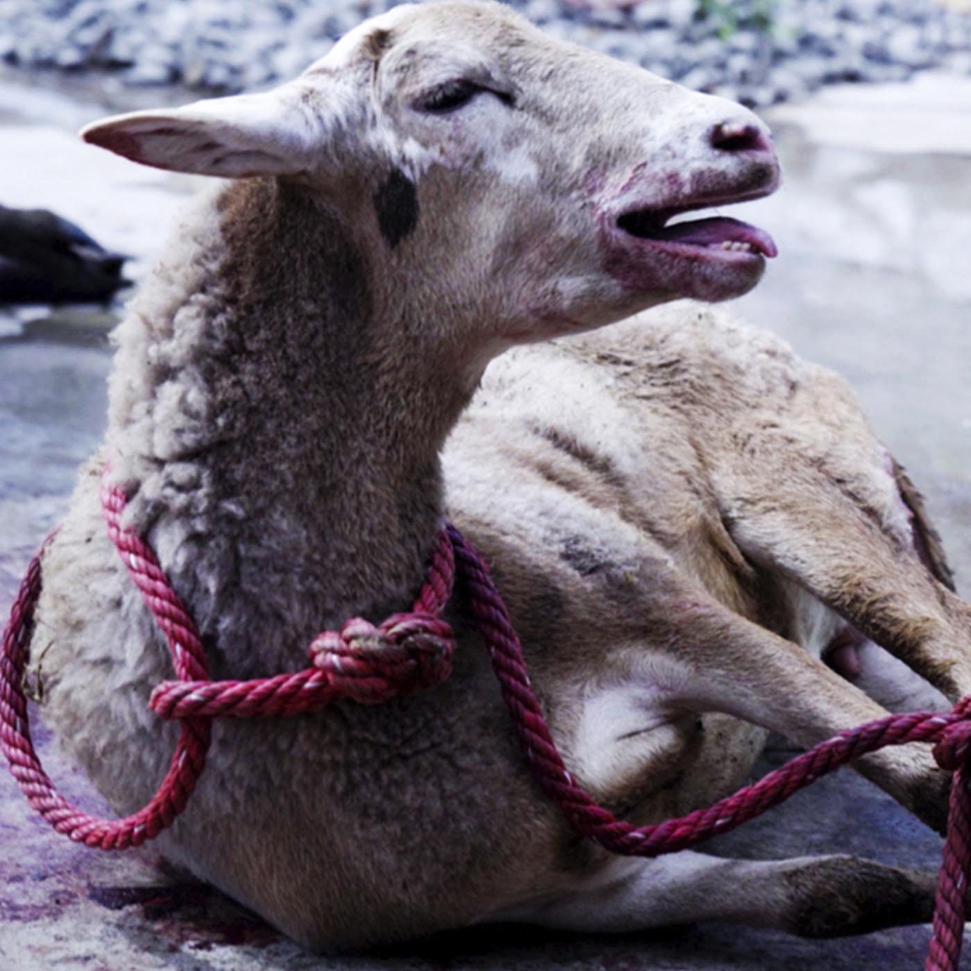 Horror of Mexican Backyard Lamb Slaughterhouses